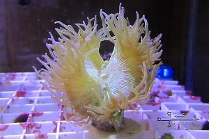 Elegance Coral
