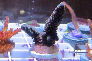 Purple acro Thumbnail