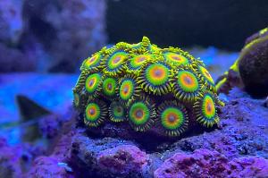 Zoanthids Thumbnail