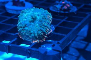 Rhodactis Thumbnail
