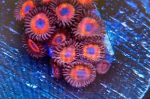 Zoanthids Thumbnail