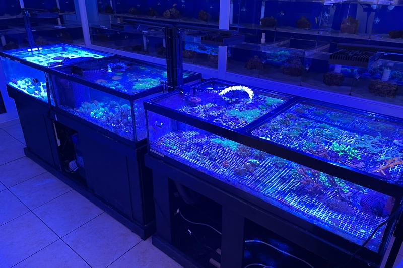 ACAjax Colonies Thumbnail