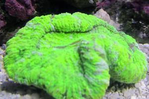 Lobophyllia Brain Coral