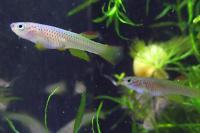Aphyosemion Gabunense Gbg 9330 061922 Thumbnail