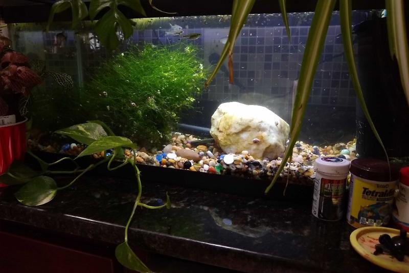 z Wally's 20L Thumbnail