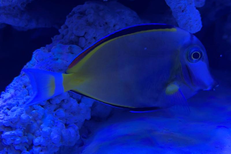 My reef tank  Thumbnail