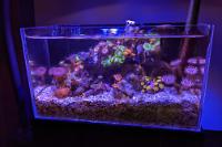 Tiny Reef on Oct 2, 2022