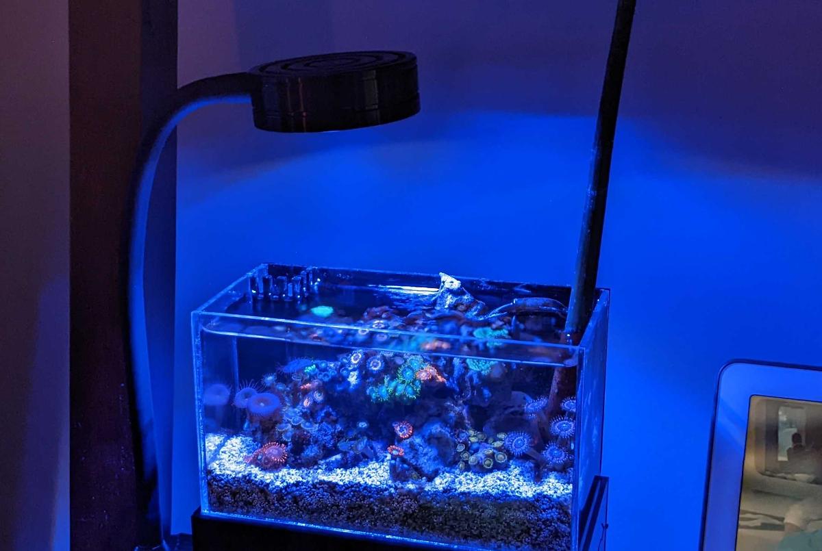 Tiny Reef on Oct 2, 2022