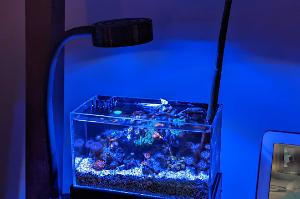 Tiny Reef on Oct 2, 2022