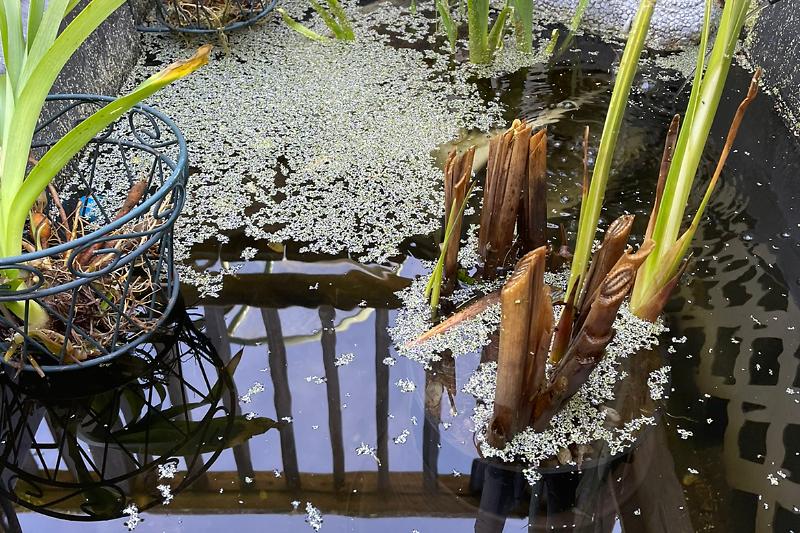 EX-Pond #1 Thumbnail