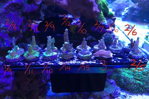 PC Rainbow Acropora Thumbnail
