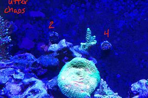 Sonic Flares Zoas Thumbnail