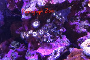 Petroglyph Zoa Thumbnail