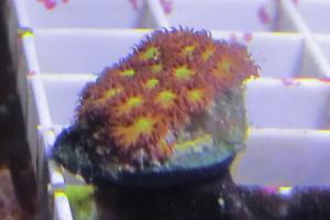 Spit Fire Leptastrea