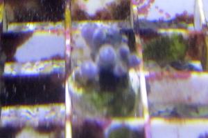 Zoanthid