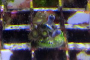 Rasta Zoa