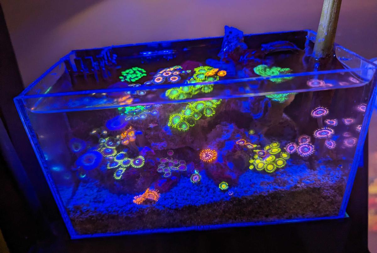 Tiny Reef on Oct 31, 2022