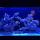 Red Sea Reefer 170 on Jul 17, 2022