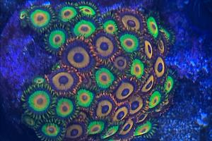 Red Zoa Thumbnail