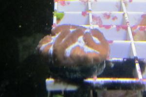 Paragon Brain Coral