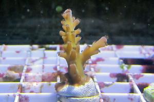Staghorn Acropora