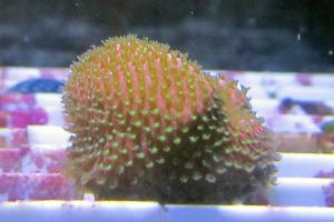 Stylocoeniella Coral