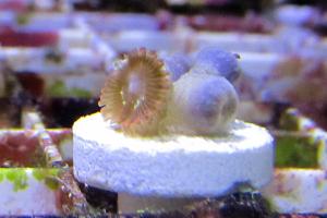 Utter Chaos Zoa