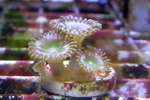 Zoanthid