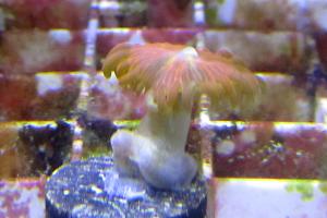 Zoanthid