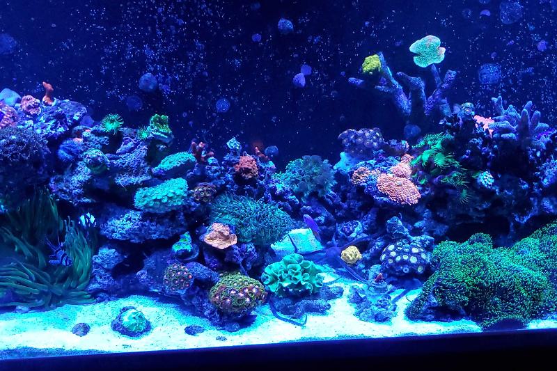 Reef Tank Thumbnail