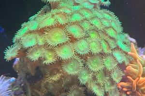 Green Palythoa Thumbnail