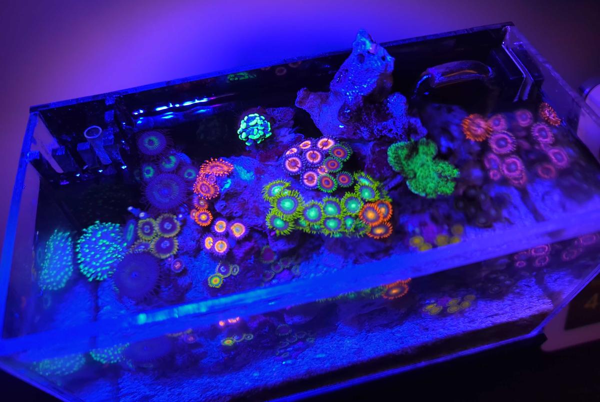 Tiny Reef on Nov 23, 2022