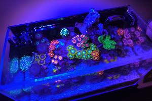 Tiny Reef on Nov 23, 2022
