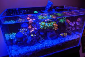 Tiny Reef on Nov 23, 2022