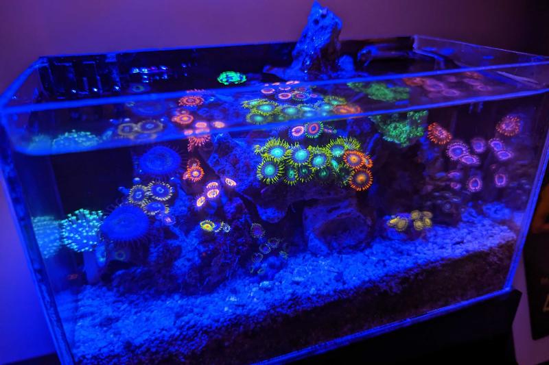 Tiny Reef Thumbnail
