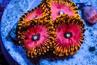 Pink Diamond Zoa Thumbnail