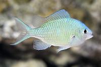 Blue-green reef chromis