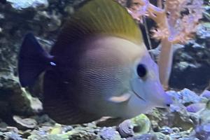 Scopas Tang Thumbnail