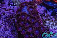 Tubbs Blue Zoa Thumbnail