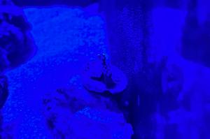 Blue Eye Star Polyps Thumbnail