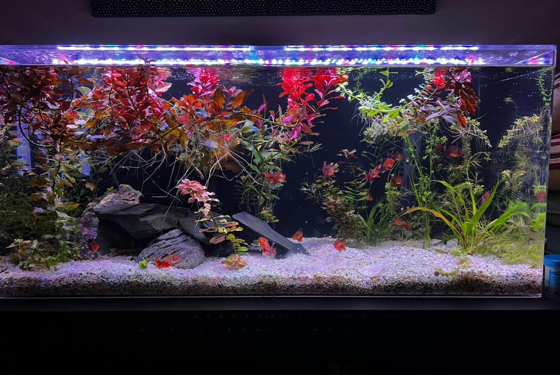 60 Gal CFL on Dec 4, 2022
