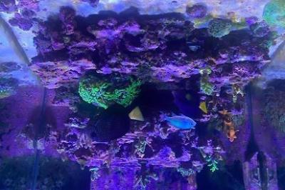 My Aquarium on Dec 19, 2022