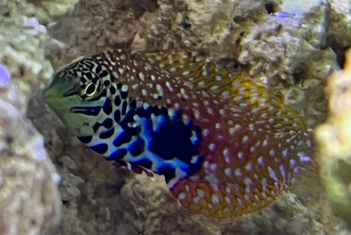 Leopard Wrasse