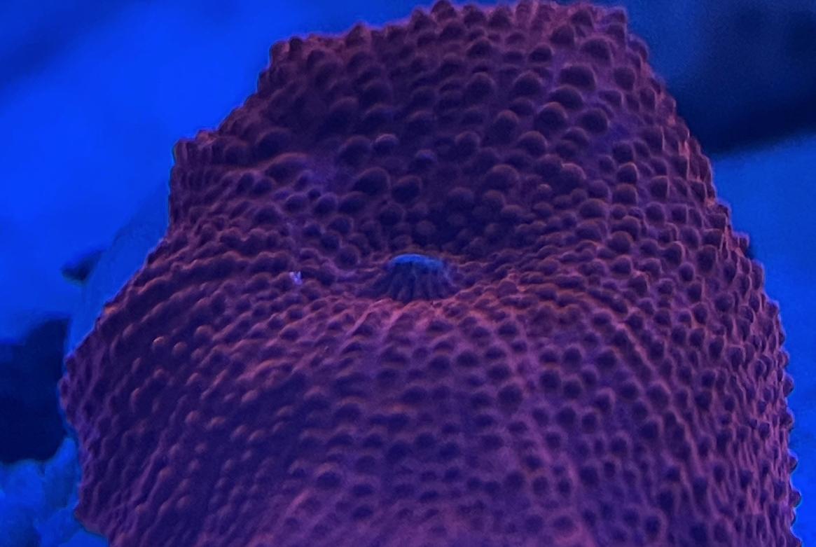 Red Discosoma