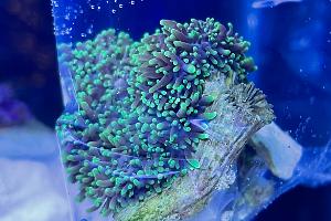 Green Hairy Mushroom Thumbnail