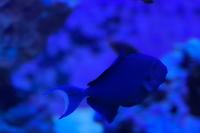 Niger Triggerfish Thumbnail