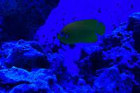 Lemonpeel Angelfish Thumbnail