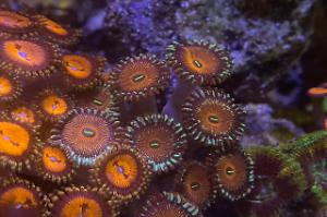 Salted Agave Zoanthid Thumbnail