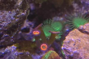 Gobstopper Zoanthid Thumbnail