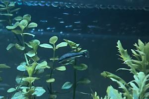 Otocinclus Thumbnail